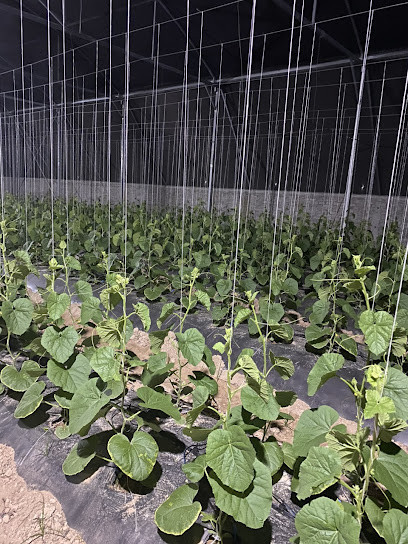 Khám Phá Vựa Dưa Lưới Tuyệt Đẹp